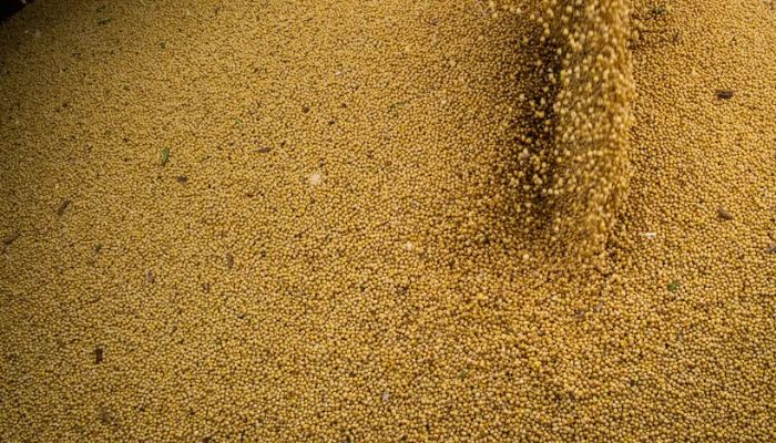  Agro cresce 11,7%, impulsiona PIB e ganha participação na economia 